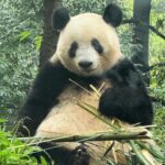 Atsuko Maeda Instagram - . 香香(シャンシャン)プリンセス🐼に中国で会えました♡♡ 食べるとき目瞑りながら食べてたよ可愛いね😭