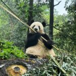 Atsuko Maeda Instagram - . 香香(シャンシャン)プリンセス🐼に中国で会えました♡♡ 食べるとき目瞑りながら食べてたよ可愛いね😭