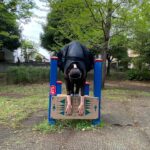 Atsuko Maeda Instagram - . 本日の撮影合間の公園で 前屈 姉弟バディ2月から 楽しくやっております。 あと少しで「育休刑事」スタート！ #NHK #毎週火曜10時から #ドラマ10 #育休刑事