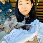 Awkwafina Instagram - Spent a lot of this quarantine hanging with animals and got to meet a rescued baby wombat back in January. Sydney, you were a blast 💥 and I will miss you. Sydney, Australia