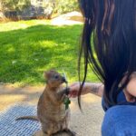 Awkwafina Instagram - Spent a lot of this quarantine hanging with animals and got to meet a rescued baby wombat back in January. Sydney, you were a blast 💥 and I will miss you. Sydney, Australia