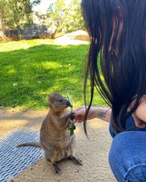 Awkwafina Instagram - Spent a lot of this quarantine hanging with animals and got to meet a rescued baby wombat back in January. 

Sydney, you were a blast 💥 and I will miss you.