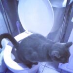 Awkwafina Instagram - 🚨🔈🔈THROWBACK TO MY SWEET ANGEL BABY GUS WHO TAUGHT HIMSELF HOW TO PEE PEE IN THE ACTUAL TOILET. WE LITERALLY DIDNT KNOW HE HAD BEEN SNEAKING UP IN THERE LIKE JINX FROM THE MEET THE FOCKER. IT IS POSSIBLE. FOLLOW YOUR DREAMS FOREVER. Note: he can’t poop in there bc it throws off his balance #nationalcatday 📸: @kenzie_moss
