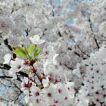 Aya Omasa Instagram – TOYAMA🌸🚅🍶❤️