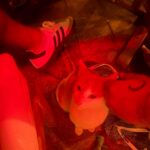Aya Samaha Instagram - Short summer break 🍋