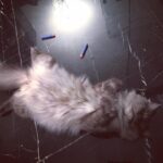 Ayesha Takia Instagram - Lol Bageera is comfy af 🤣😍 #catsofinstagram