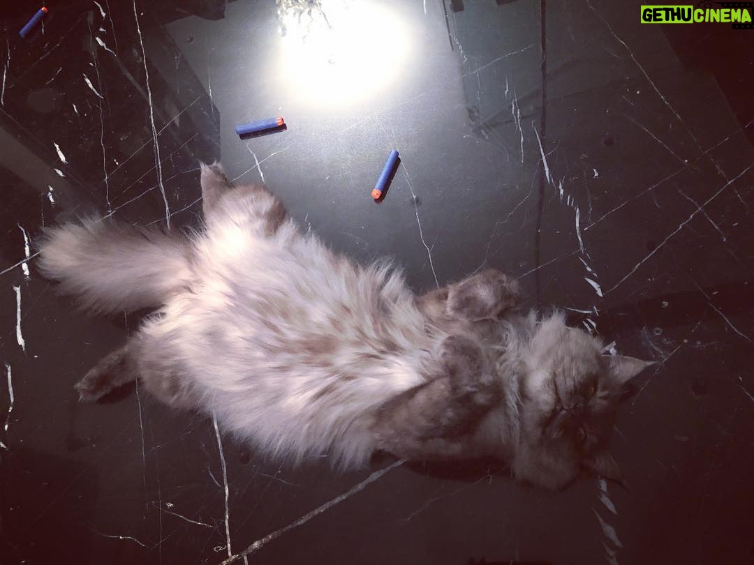 Ayesha Takia Instagram - Lol Bageera is comfy af 🤣😍 #catsofinstagram