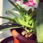 Ayesha Takia Instagram - This little snail living in my flower pot 😍😍😍🐌🐌🐌🐌🐌🐌 #cutie