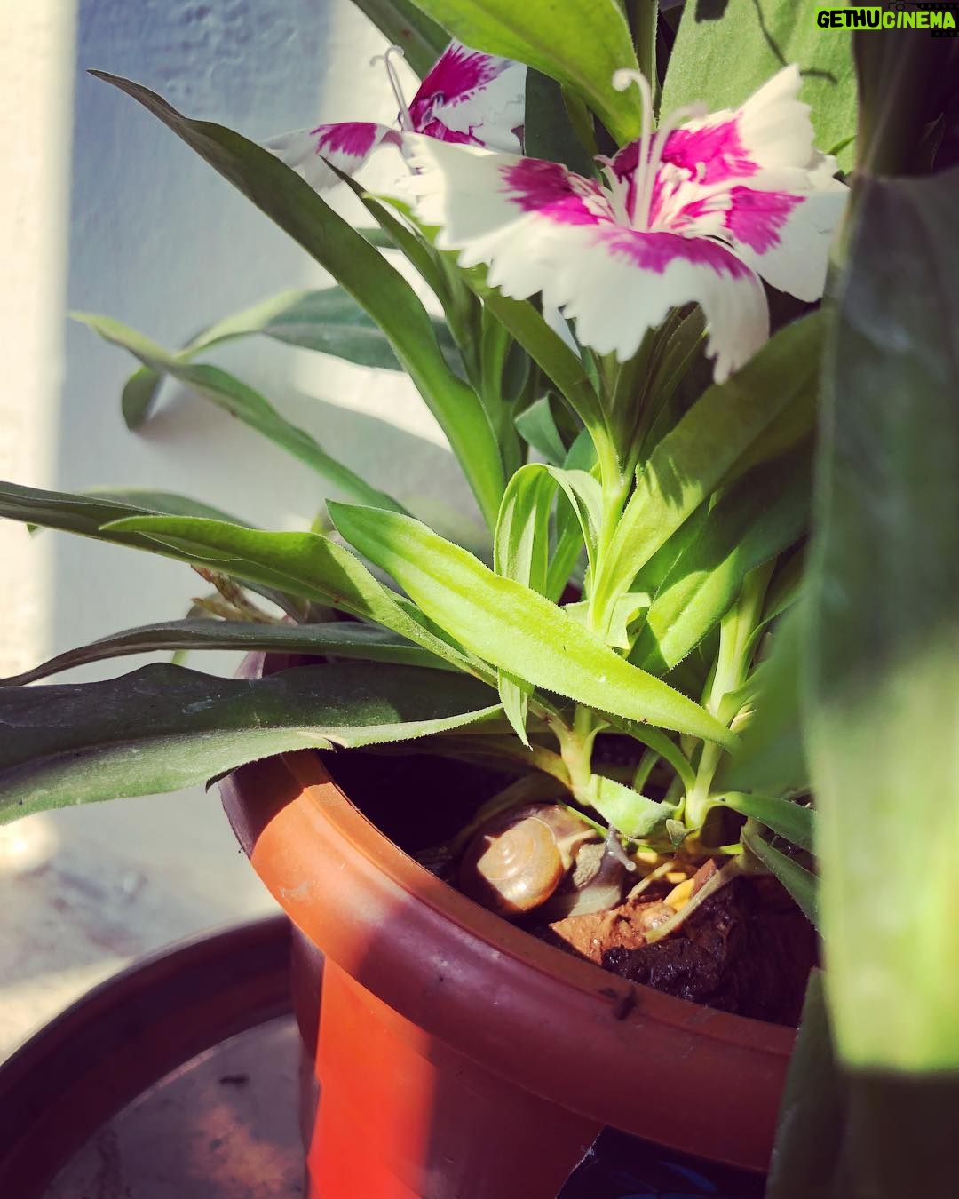 Ayesha Takia Instagram - This little snail living in my flower pot 😍😍😍🐌🐌🐌🐌🐌🐌 #cutie