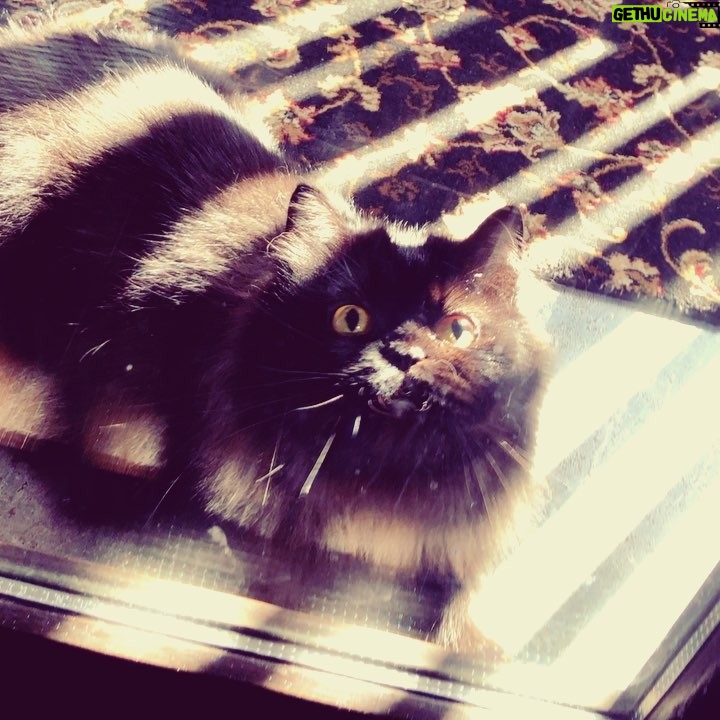 Ayesha Takia Instagram - 🖤 #rani spending some time playing in the sunshine 🌞 #blackcat #catsofinstagram