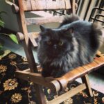 Ayesha Takia Instagram - 🖤 #rani 🖤 #blackcat #catsofinstagram