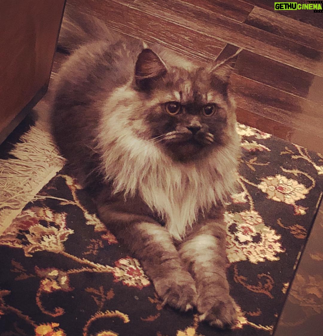 Ayesha Takia Instagram - Our new family member , his name is BAGEERA and heβs kinda obsessed with RANI π€£#catsofinstagram πΊππΌπ #gorgeous #cataddict #obsessed