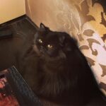 Ayesha Takia Instagram - My lil brat #Rani 🖤🥰 #blackCat