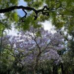 Bárbara Lombardo Instagram – Jacarandá, de los árboles más hermosos de Buenos Aires. Diciembre, 2023.
