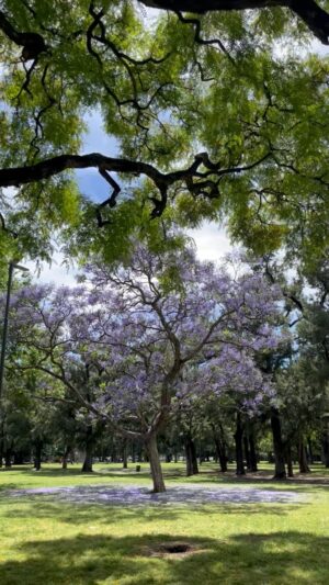 Bárbara Lombardo Instagram - Jacarandá, de los árboles más hermosos de Buenos Aires. Diciembre, 2023.