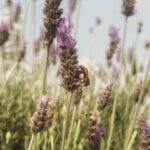 Bárbara Mori Instagram – Es tiempo de hacer una pausa y voltearte a ver, mírate al espejo. Que es lo que ves? Es tiempo de ponerte atención, escucharte, reconocerte y sanar tu corazón. Es tiempo de saber que es lo que tú alma desea para que construyas eso que haz venido a hacer en esta encarnación.
Como dice @smayermori en su álbum “We One” en su sencillo :
“Acalanto”
“Siento que esta es nuestra oportunidad para ver la vida desde otro lugar.
Me parece necesario empezar a cambiar.
Actuar con amor. Imagina el resplandor. “
La vida es más allá de lo que podemos imaginar.