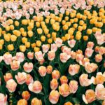 Başak Gümülcinelioğlu Instagram - Spontanlık vol bilmem kaç🥹 Keukenhof bahçeleri , bir sürü güzel lale, dünyanın tüm renkleri, Çağrı ve ben. Tatili uzatınca köyleri, kasabaları, doğal güzellikleri keşfetmeye karar verdik. Bir korkumun daha üzerine gidip, tek başıma göleti yürüyerek geçtim. İnsanlık için küçük olabilir, benim için büyük bir adım. Özellikle durmayı kendine lüks sayarak yaşayanlara tavsiyemdir, burası nefes almak ve iyileşmek zorunda bırakıyor sizi, gelin🌷