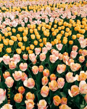 Başak Gümülcinelioğlu Instagram - Spontanlık vol bilmem kaç🥹 Keukenhof bahçeleri , bir sürü güzel lale, dünyanın tüm renkleri, Çağrı ve ben. Tatili uzatınca köyleri, kasabaları, doğal güzellikleri keşfetmeye karar verdik. Bir korkumun daha üzerine gidip, tek başıma göleti yürüyerek geçtim. İnsanlık için küçük olabilir, benim için büyük bir adım. Özellikle durmayı kendine lüks sayarak yaşayanlara tavsiyemdir, burası nefes almak ve iyileşmek zorunda bırakıyor sizi, gelin🌷
