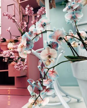 Başak Gümülcinelioğlu Instagram - Spontanlık vol bilmem kaç🥹 Keukenhof bahçeleri , bir sürü güzel lale, dünyanın tüm renkleri, Çağrı ve ben. Tatili uzatınca köyleri, kasabaları, doğal güzellikleri keşfetmeye karar verdik. Bir korkumun daha üzerine gidip, tek başıma göleti yürüyerek geçtim. İnsanlık için küçük olabilir, benim için büyük bir adım. Özellikle durmayı kendine lüks sayarak yaşayanlara tavsiyemdir, burası nefes almak ve iyileşmek zorunda bırakıyor sizi, gelin🌷