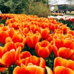 Başak Gümülcinelioğlu Instagram - Spontanlık vol bilmem kaç🥹 Keukenhof bahçeleri , bir sürü güzel lale, dünyanın tüm renkleri, Çağrı ve ben. Tatili uzatınca köyleri, kasabaları, doğal güzellikleri keşfetmeye karar verdik. Bir korkumun daha üzerine gidip, tek başıma göleti yürüyerek geçtim. İnsanlık için küçük olabilir, benim için büyük bir adım. Özellikle durmayı kendine lüks sayarak yaşayanlara tavsiyemdir, burası nefes almak ve iyileşmek zorunda bırakıyor sizi, gelin🌷