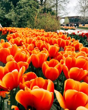 Başak Gümülcinelioğlu Instagram - Spontanlık vol bilmem kaç🥹 Keukenhof bahçeleri , bir sürü güzel lale, dünyanın tüm renkleri, Çağrı ve ben. Tatili uzatınca köyleri, kasabaları, doğal güzellikleri keşfetmeye karar verdik. Bir korkumun daha üzerine gidip, tek başıma göleti yürüyerek geçtim. İnsanlık için küçük olabilir, benim için büyük bir adım. Özellikle durmayı kendine lüks sayarak yaşayanlara tavsiyemdir, burası nefes almak ve iyileşmek zorunda bırakıyor sizi, gelin🌷