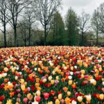 Başak Gümülcinelioğlu Instagram - Spontanlık vol bilmem kaç🥹 Keukenhof bahçeleri , bir sürü güzel lale, dünyanın tüm renkleri, Çağrı ve ben. Tatili uzatınca köyleri, kasabaları, doğal güzellikleri keşfetmeye karar verdik. Bir korkumun daha üzerine gidip, tek başıma göleti yürüyerek geçtim. İnsanlık için küçük olabilir, benim için büyük bir adım. Özellikle durmayı kendine lüks sayarak yaşayanlara tavsiyemdir, burası nefes almak ve iyileşmek zorunda bırakıyor sizi, gelin🌷