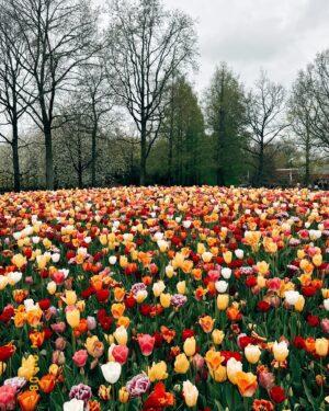 Başak Gümülcinelioğlu Instagram - Spontanlık vol bilmem kaç🥹 Keukenhof bahçeleri , bir sürü güzel lale, dünyanın tüm renkleri, Çağrı ve ben. Tatili uzatınca köyleri, kasabaları, doğal güzellikleri keşfetmeye karar verdik. Bir korkumun daha üzerine gidip, tek başıma göleti yürüyerek geçtim. İnsanlık için küçük olabilir, benim için büyük bir adım. Özellikle durmayı kendine lüks sayarak yaşayanlara tavsiyemdir, burası nefes almak ve iyileşmek zorunda bırakıyor sizi, gelin🌷