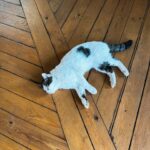 Başak Gümülcinelioğlu Instagram - Ben, bahar, kedi, sevdiğim bir moda ikonunun seçim kombini 🌳