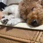Bang Min-ah Instagram - 내 설은 이랬어🐡
