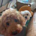 Bang Min-ah Instagram - 내 설은 이랬어🐡