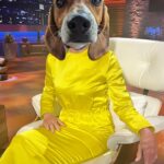 Barbara Corcoran Instagram - Cutest dog ever with the cutest name ever! Now is your chance to adopt your very own Barbara Corcoran ❤️🐶😍@badassanimalrescue #adoptdontshop #adoption #puppylove