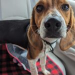 Barbara Corcoran Instagram - Cutest dog ever with the cutest name ever! Now is your chance to adopt your very own Barbara Corcoran ❤️🐶😍@badassanimalrescue #adoptdontshop #adoption #puppylove