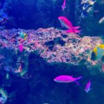 Becky Instagram – 年末！
水族館！
そこまで混んでなくて最高！

私、来年の運気があまり良くないんだって。
でもそりゃ人間なんだからアップダウンはあるはず。
運気悪い人にもラッキーな日はあるし、運気いい人にも悲しい出来事はあるだろうし。
そもそもみんな色々あるさ！

運気が悪い時は、人生の本質に目を向けるべきかなぁと。
最高の仲間や家族と過ごせてたらもう、いいじゃん。
絶対すぐ近くにいいことあるよ、たくさん。

そんなまあるい気持ちで2023年を迎えます！

良いお年を!って言いたいけど、またあとでインスタ更新します！笑