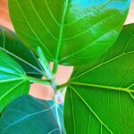 Becky Instagram – 観葉植物の場所を変えたら、新芽がどんどん。
そうかいそうかい。
ここが良かったのかい。

かわゆ。

さーて、ランチ作ります。
米食べたい人、スパゲッティ食べたい人、全部に対応しようと思います🫶