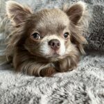 Belle Hassan Instagram - Happy birthday my baby boy 🤍🐾