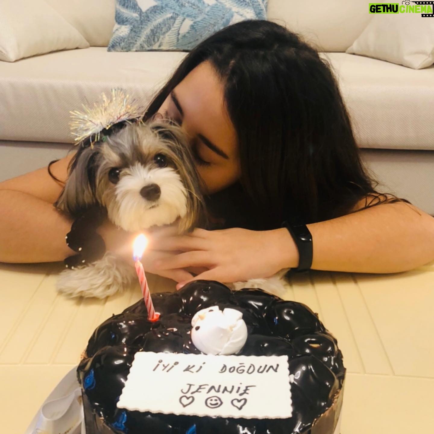 Beren Gökyıldız - 76.2K Likes - Jennie 1 yaşında❤️❤️❤️ İyiki doğmuş jennie🎊🎀💘 🐶 #morkie @elityavru