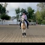 Beth Behrs Instagram – Just trying to bring a little dramatic, actress FLAIR to #dressage! Here I come #parisolympics ! I think my salutes should win an Oscar.. or @dressagecanbefun for her commentary and obvi #NutterButter for being a superstar! 

#equestrian #equestrianlife #horse #rescuehorse #funny #dressagehorse #dressagetraining