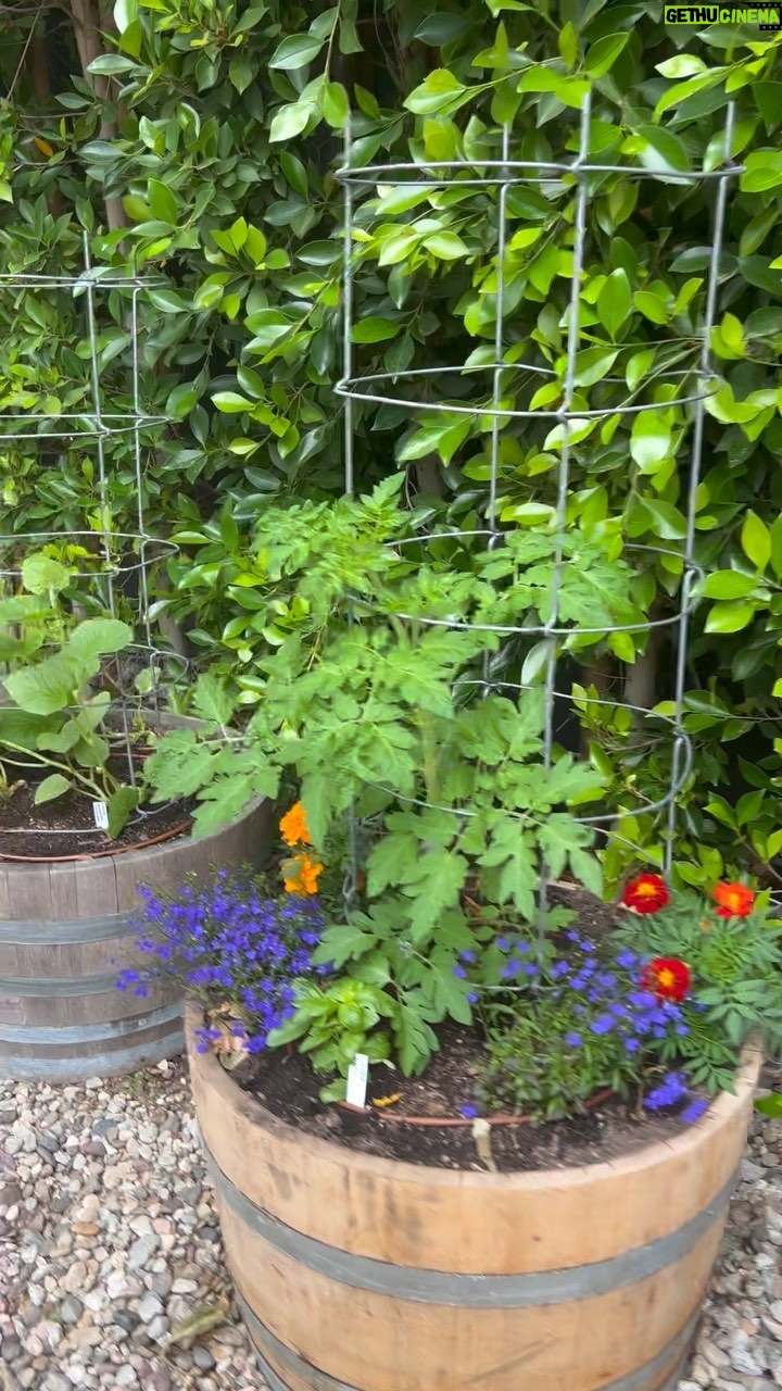 Beth Behrs Instagram - Summer garden on fleek already thanks to these LA rains and @urbanfarmsla ! Jasmine was planted just past year and it's already blooming so beautifully .