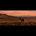 Beth Behrs Instagram - #Repost @wildbeautyspirit ・・・ WILD BEAUTY: MUSTANG SPIRIT OF THE WEST premieres in less than 30 days. We are in the countdown to raise awareness for wild horses, now! Please share our trailer far and wide, with the hashtag #istandwithwildhorses. Let’s create the wave of awareness we have been working on for over five years in crafting this film. @ashleyavis The award winning WILD BEAUTY will officially debut on May 12th, 2023 in limited theaters, along with dozens of platforms such as iTunes, Apple, Spectrum, Google Play, and more. Leading up to our release, we ask anyone who cares about this issue to raise your voice, and share our trailer on social to help bring critical awareness to wild horses and their families, before they disappear from our public lands forever. The film is a cinematic look at the astounding wild beauty we have in our world, along with a journalistic exposé on the corruption befalling wild horses. Social ideas: Tag your lawmakers! Tag your members of Congress. Tag your local media outlets such as newspapers and TV stations. Tag your news anchors, and favorite equine-loving celebrities. Thank you for being part of this movement, and for standing with wild horses.