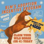 Beth Behrs Instagram - 🐴💔Swipe through to learn the truth about how The Bureau of Land Management's Adoption Incentive Program is impacting wild horses and burros. 💔🐎 Our investigation reveals a dire misuse of the $1,000 cash incentive, as these horses are being sent into the pipeline for slaughter as soon as their adopters receive the total reward. Let's stand together to protect the symbol of freedom and perseverance that these wild horses represent. 🗽 Repost: @freewildhorses #SaveWildHorses #KeepWildHorsesWild #ProtectOurIcons #StopTheSlaughter #WildHorseAdvocacy