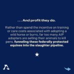 Beth Behrs Instagram – 🐴💔Swipe through to learn the truth about how The Bureau of Land Management’s Adoption Incentive Program is impacting wild horses and burros. 💔🐎 Our investigation reveals a dire misuse of the $1,000 cash incentive, as these horses are being sent into the pipeline for slaughter as soon as their adopters receive the total reward. 

Let’s stand together to protect the symbol of freedom and perseverance that these wild horses represent. 🗽 

Repost: @freewildhorses 

#SaveWildHorses #KeepWildHorsesWild #ProtectOurIcons #StopTheSlaughter #WildHorseAdvocacy