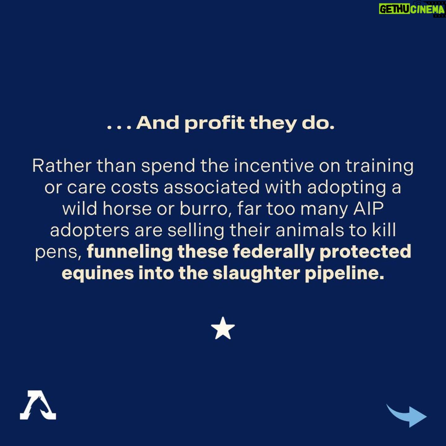 Beth Behrs Instagram - π΄πSwipe through to learn the truth about how The Bureau of Land Management's Adoption Incentive Program is impacting wild horses and burros. ππ Our investigation reveals a dire misuse of the $1,000 cash incentive, as these horses are being sent into the pipeline for slaughter as soon as their adopters receive the total reward. Let's stand together to protect the symbol of freedom and perseverance that these wild horses represent. π½ Repost: @freewildhorses #SaveWildHorses #KeepWildHorsesWild #ProtectOurIcons #StopTheSlaughter #WildHorseAdvocacy