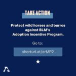 Beth Behrs Instagram – 🐴💔Swipe through to learn the truth about how The Bureau of Land Management’s Adoption Incentive Program is impacting wild horses and burros. 💔🐎 Our investigation reveals a dire misuse of the $1,000 cash incentive, as these horses are being sent into the pipeline for slaughter as soon as their adopters receive the total reward. 

Let’s stand together to protect the symbol of freedom and perseverance that these wild horses represent. 🗽 

Repost: @freewildhorses 

#SaveWildHorses #KeepWildHorsesWild #ProtectOurIcons #StopTheSlaughter #WildHorseAdvocacy