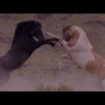 Beth Behrs Instagram – There are few things that capture my heart and soul more deeply than the fight to keep America’s Wild Horses WILD. To stop ripping them from their families and putting them into holding pens of sickness and death. We can do better. We will do better. Starting tomorrow- you can learn more by watching this incredible film – and then I hope you take action by visiting @wildbeautyspirit website and help us #savewildhorses one thing you can do today is repost this video with the hashtag #Istandwithwildhorses tag me and maybe you’ll get a personal thank you/ shout out 😍😍🐴💪🏻

Repost @wildbeautyspirit
・・・ @ashleyavis 
On the advent of our release tomorrow, check out the exclusive release of our “Investigation” trailer for WILD BEAUTY: MUSTANG SPIRIT OF THE WEST.

A huge thank you to @movieweb for the beautiful review, we are absolutely honored! 

“Wild Beauty: Mustang Spirit of the West is a new documentary film from the critically acclaimed Ashley Avis (Disney ’s Black Beauty) and continues her exploration of the American West and the lives and experiences of horses throughout it.  With gorgeous cinematography accompanied by surprisingly gripping and suspenseful investigative journalism, Wild Beauty explores the political and economic institutions with special interests that have led to the gradual decline in the population of wild horses.

The film is a personal and moving chronicle of this plight, written, directed, narrated, and edited by Ashley Avis, who puts her heart and soul into the film as someone who truly loves and cares about horses. The creatures are more than transportation tools for people to “break” and train, to put all their weight on and ride, to dig their spurs into and whip, to leave alone in a box all night. There is a tendency for animals to be discarded once they lose their functionality in many societies, and horses are now included in that sad state of affairs. Avis’ film hopes to shine a light on that and encourage reform, while also creating a visually spectacular chronicle of the American West.”