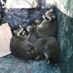 Bette Midler Instagram - Who said dumpster diving can't be cozy? @NYRP's Operations crew found these three racoons snoozing at Sherman Creek Park in Inwood. Head over to www.nyrp.org and sign up on the mailing list to be in the know on all the latest!