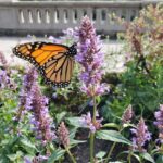 Bette Midler Instagram - the simple beauty of a butterfly.