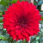 Bette Midler Instagram - Looking forward to the future! To a new season in our lives, in our @nyrp gardens, and to the hope that lies ahead. 📷: a vibrant red dahlia
