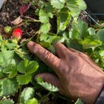 Bette Midler Instagram – Winter won’t last forever, and before you know it we’ll have these beauties again! Strawberries! Grown by @nyrp gardener José at our Willis Avenue Community Garden in The Bronx’s Mott Haven neighborhood.