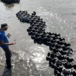 Bette Midler Instagram - 500 feet of oyster castles to protect 5 acres of gorgeous gardens and native forests in Upper Manhattan. THIS is the NYRP Living Shoreline Project – and it has just begun! See it all @NYRP