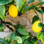 Betty White Instagram - The first lemons from my tree have arrived! #LemonadeAnyone #LemonLove